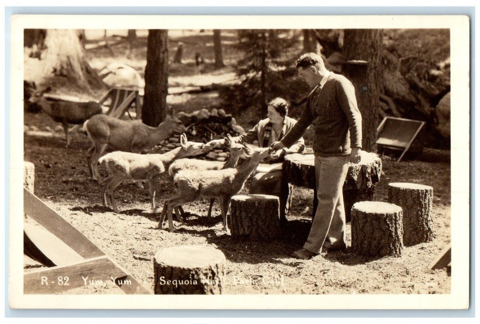 c1940's Man Feeding Deer Sequioa National Park RPPC Photo Vintage Postcard