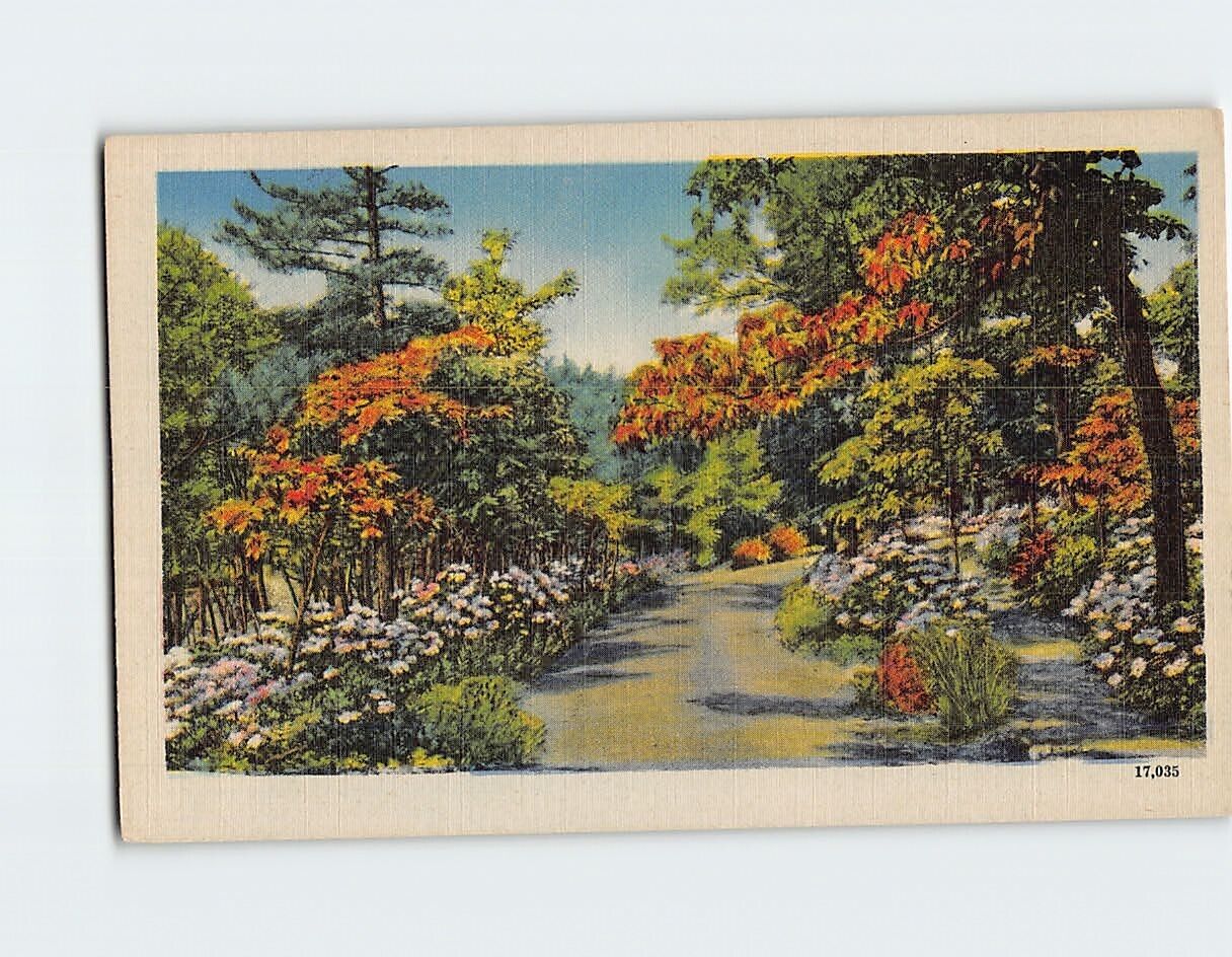 Postcard Nature Scenery