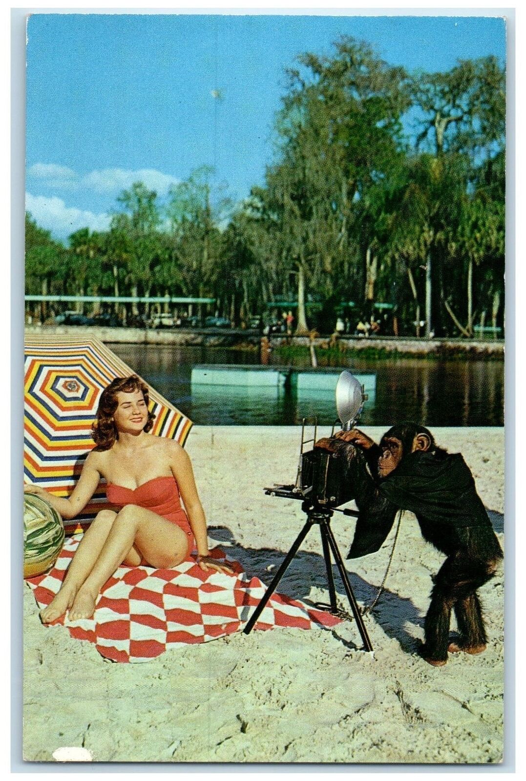 c1960\'s Maxine Gillette Monkey Shines At Silver Springs Florida FL Postcard