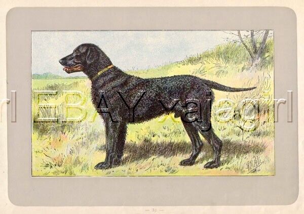 DOG Curly-Coated Retriever, Rare Antique 100-Year-Old French Dog Print