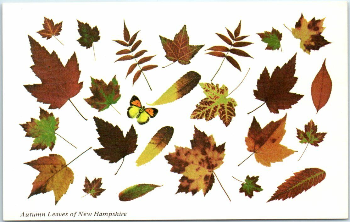 Postcard - Autumn Leaves of New Hampshire