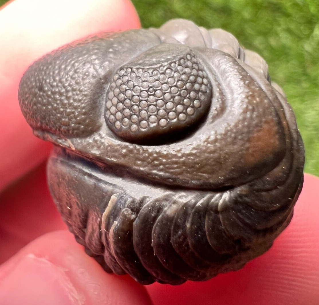 Detailed Rolled/Enrolled Trilobite Austerops Fossil