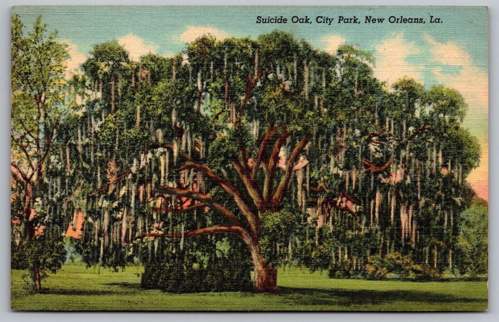 Suicide Oak City Park New Orleans Louisiana Spanish Moss Linen Vintage Postcard