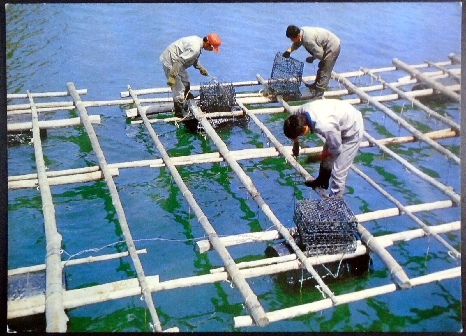 Chinese Pearl Farming, Shellfish Undergo Nucleus Insertion, Mesh Cages