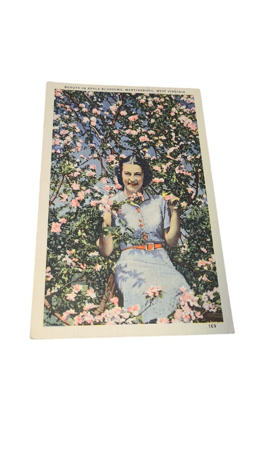 Beauty in Apple Blossoms Martinsburg, West Virginia WV Linen Postcard c1950s