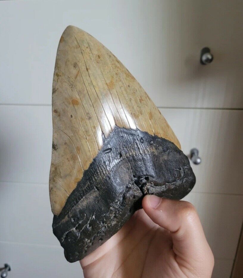 7 1/16 Inches Monster Megalodon Shark Tooth Record Size Museum Fossil Teeth