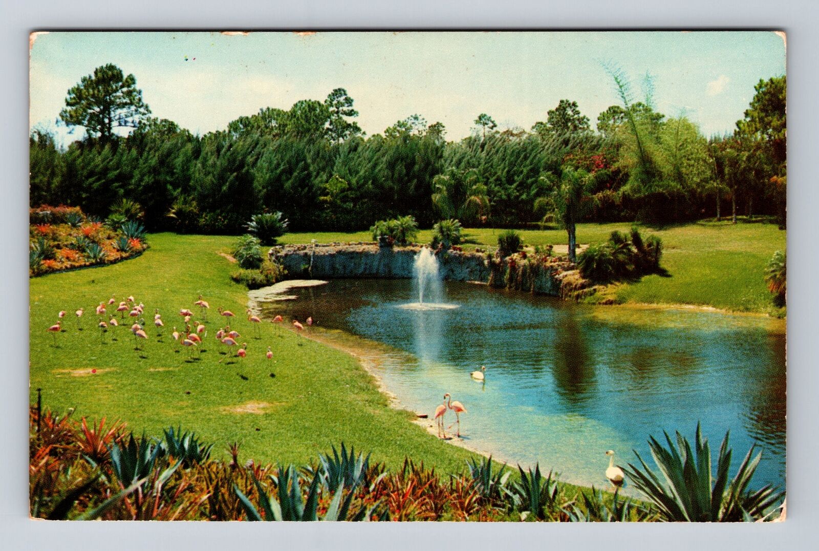 Miami FL- Florida, Flamingos Wandering, Antique, Vintage Postcard