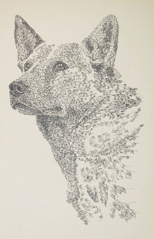 AUSTRALIAN CATTLE DOG ART #101 Signed Kline Word Drawing. Dogs name added free.