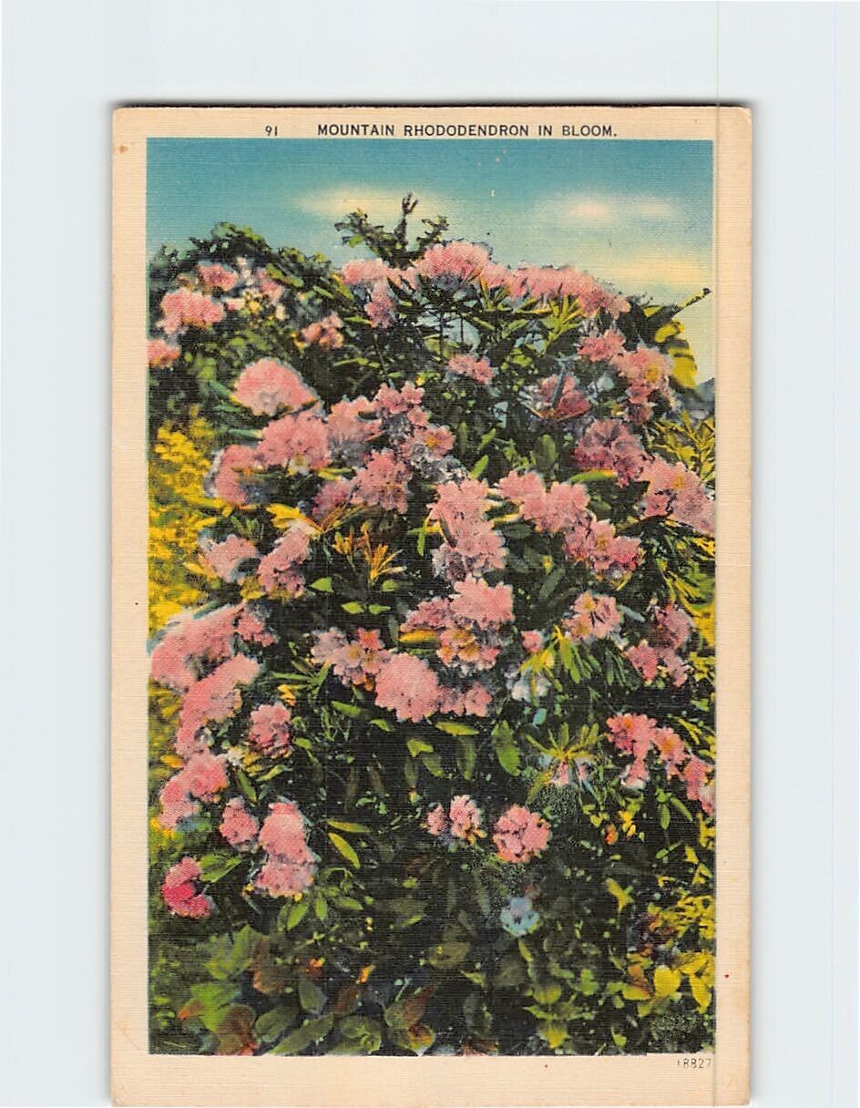Postcard Mountain Rhododendron in Bloom