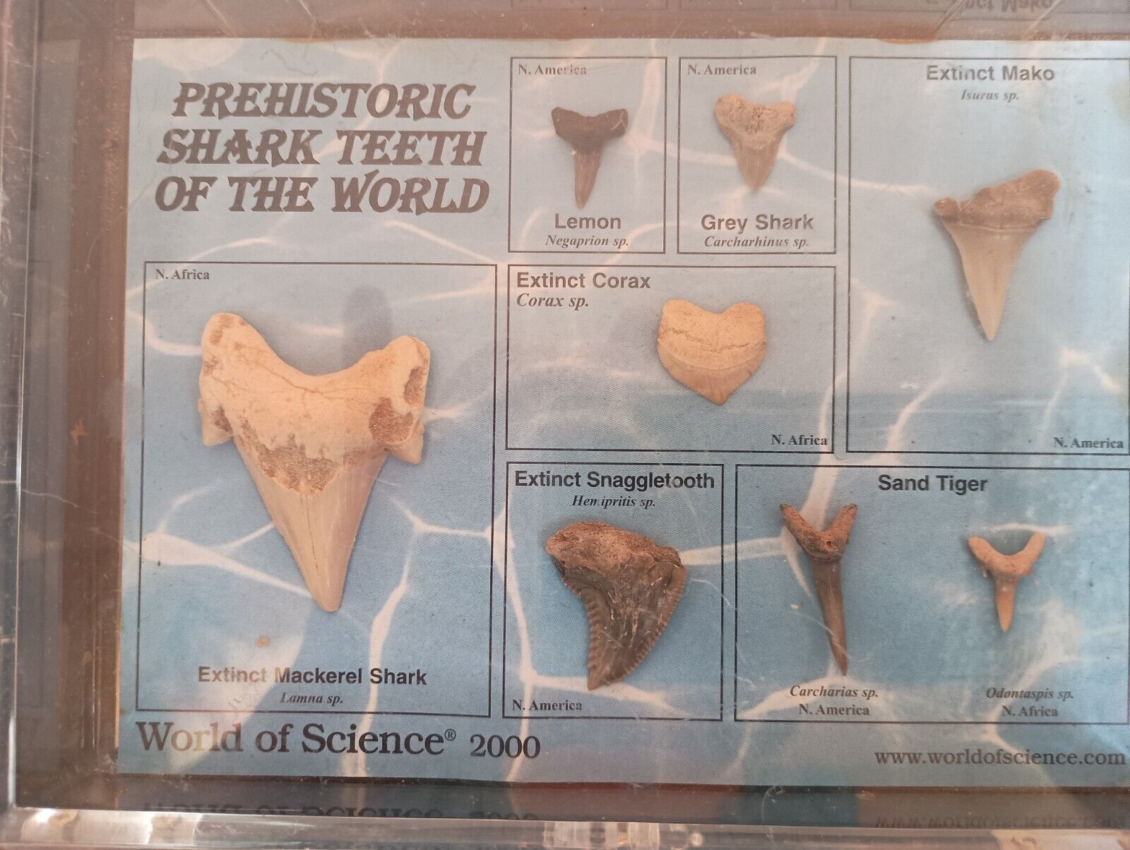 PREHISTORIC SHARK TEETH DISPLAY - Featuring 8 teeth in plastic display