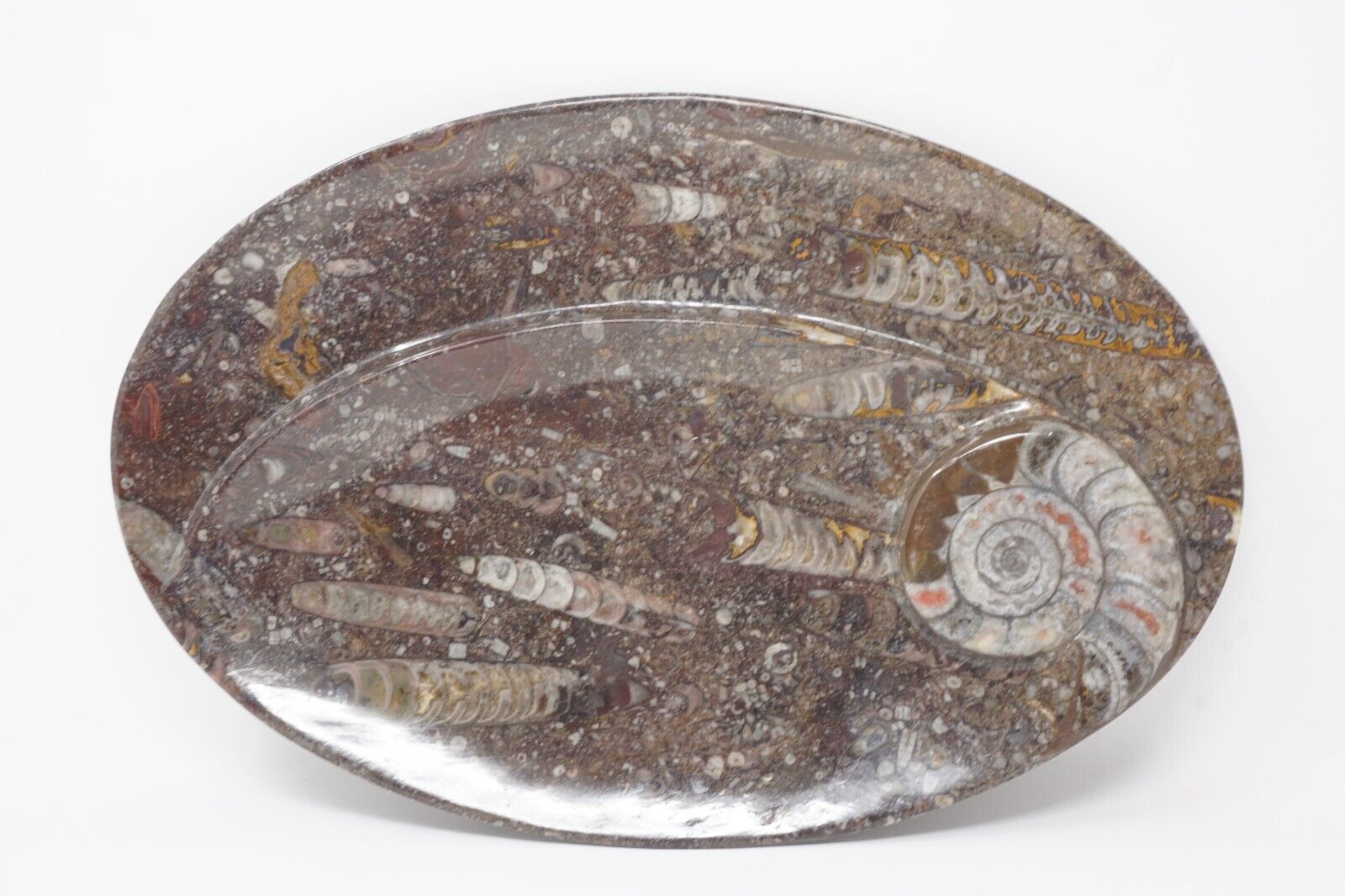 Vintage Fossil  Hand Carved Spiral Serving Plate Ammonite and Orthoceras 11