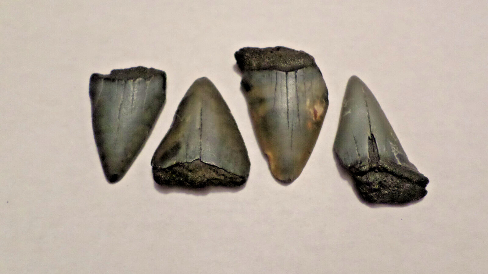 Lot of 4 Mako ANCESTRAL Great WHITE Shark Tooth Fossils SC 1.95\