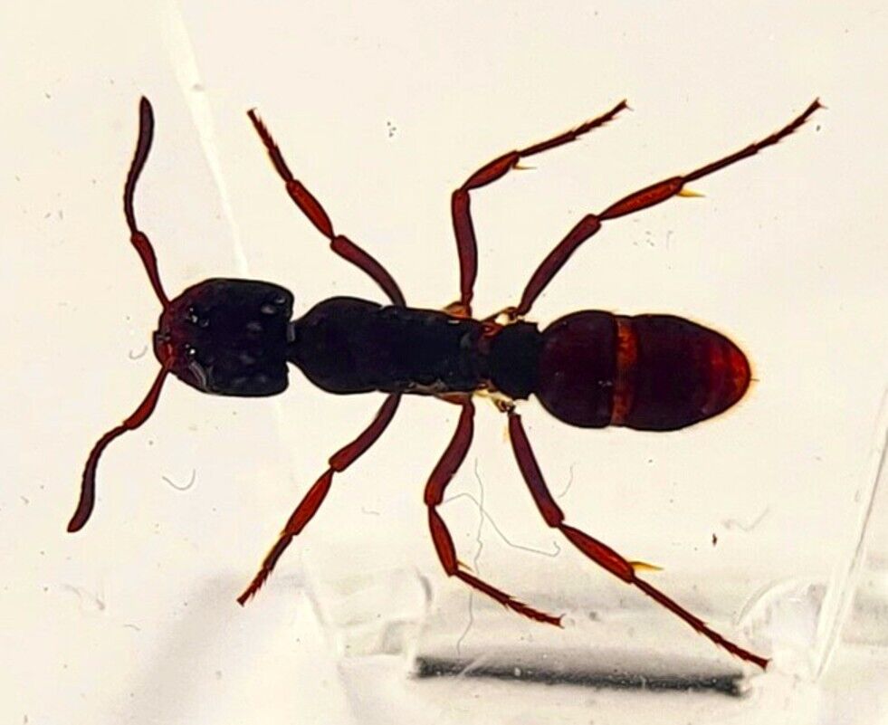 44mm Real Tropical Giant Ant in Clear Lucite Resin Science Education Specimen