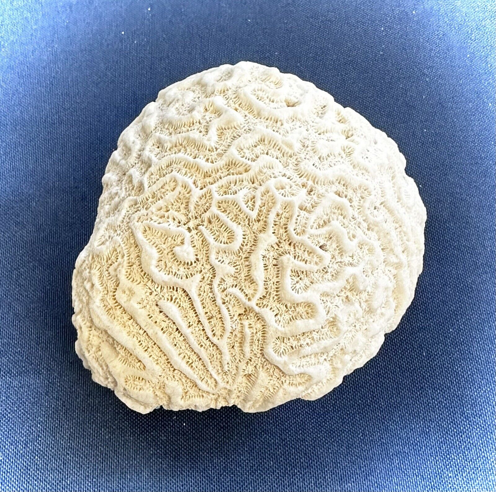 White Brain Coral Specimen 1 lb