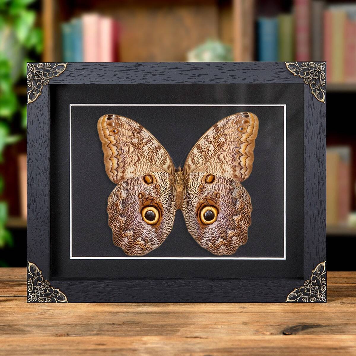 Giant Owl Taxidermy Butterfly in Baroque Style Frame (Caligo telamonius)