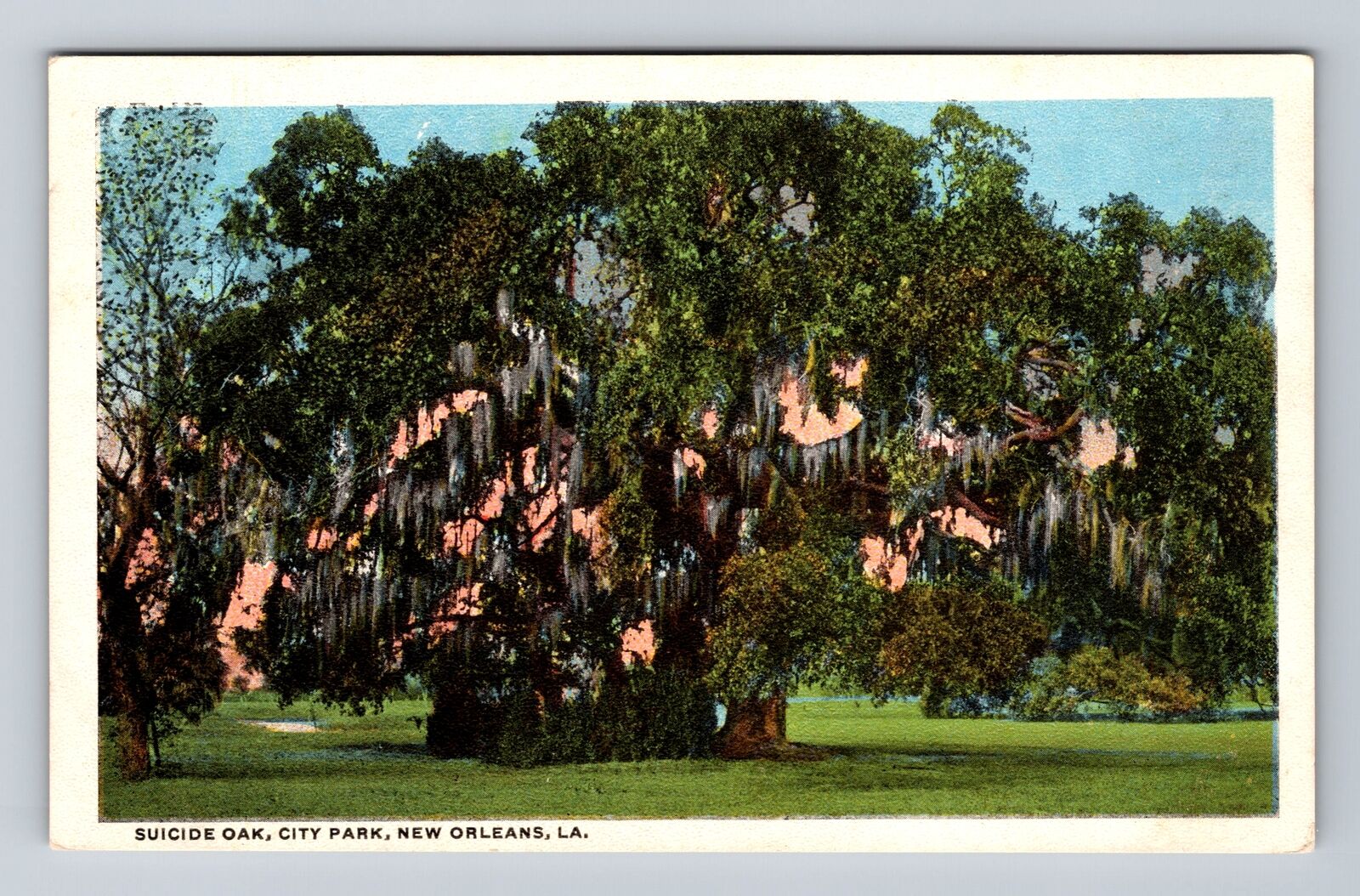 New Orleans LA-Louisiana, City Park Suicide Oak, Antique Vintage Postcard