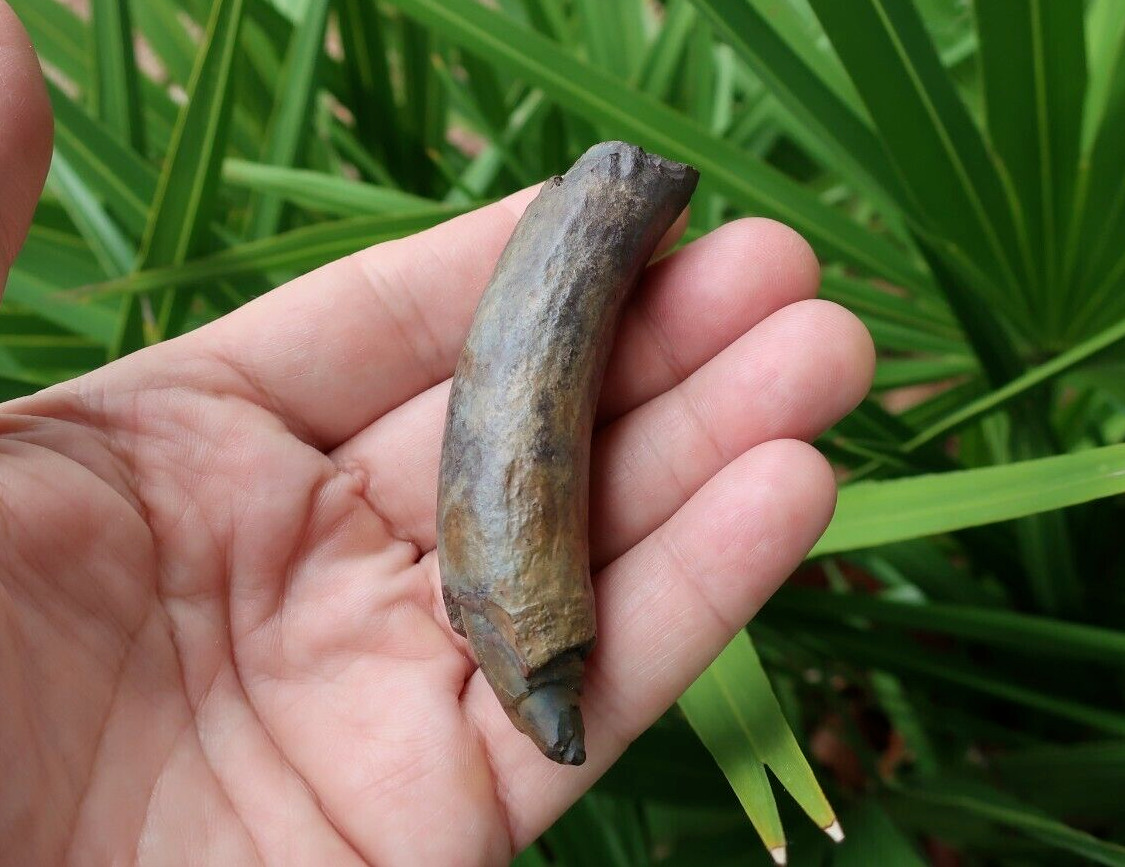 Extinct Sperm Whale Fossil Tooth Florida Miocene Epoch