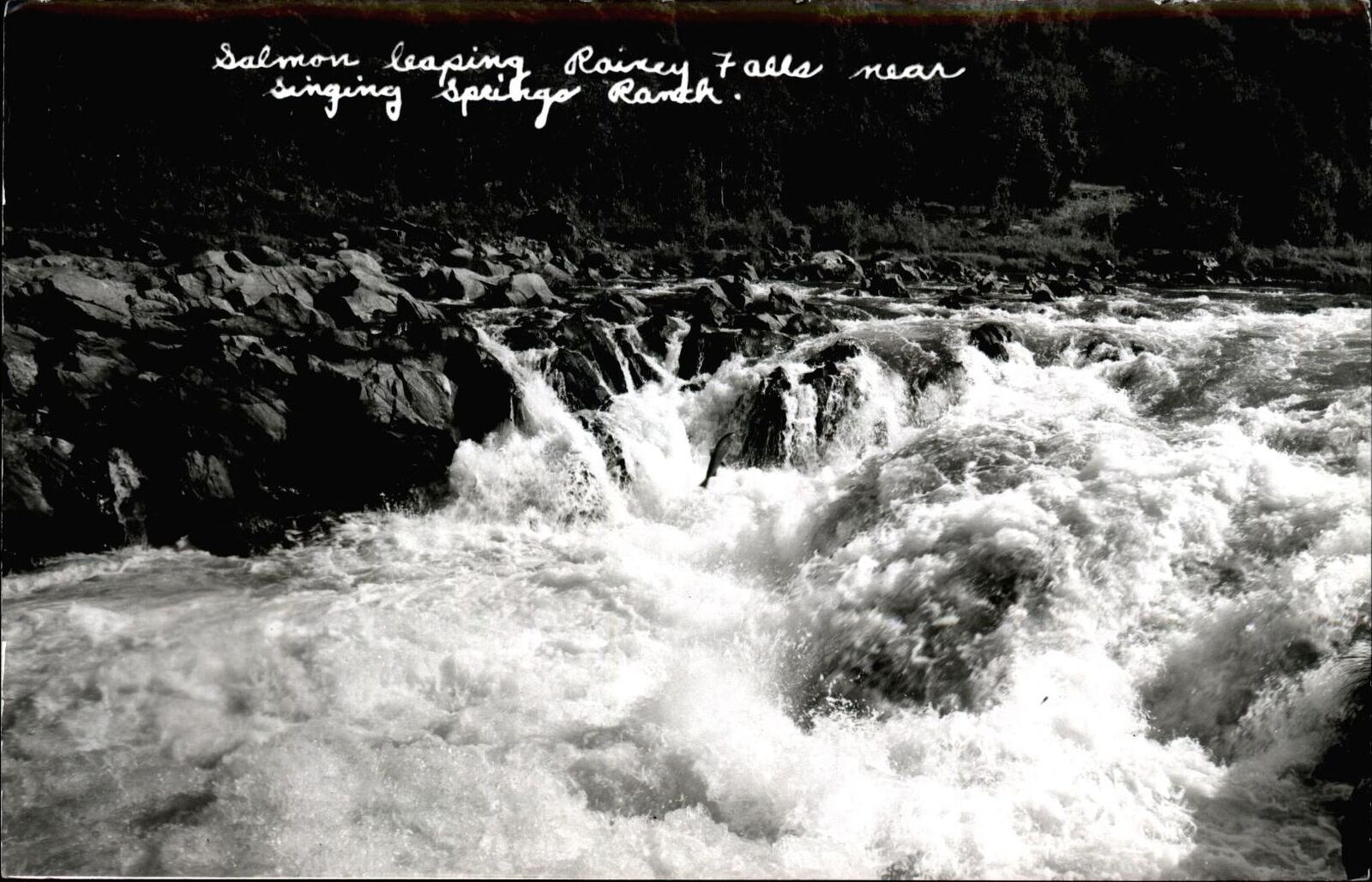 Salmon ~ Rainey (Rainie) Falls near Singing Springs Ranch Oregon~RPPC real photo