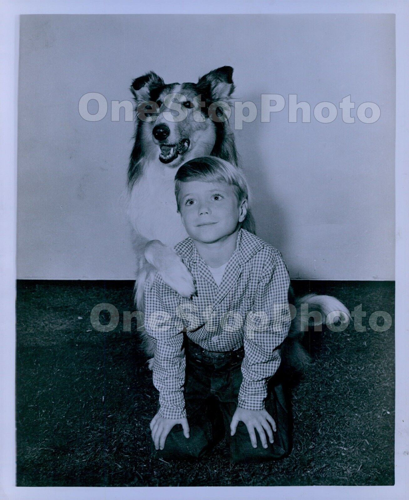 1957 Jon Provost & Legendary Canine LASSIE Press Photo