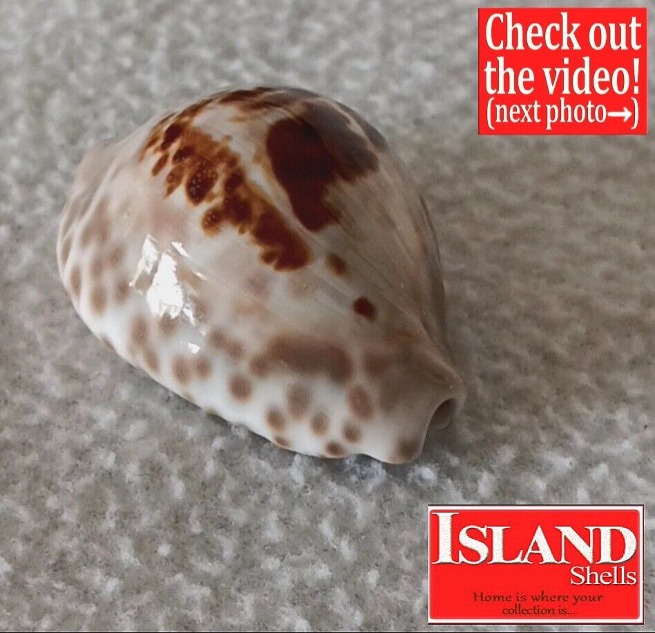 ULTRA Cypraea teuleri #1 49.0mm RARE EXQUISITE BEAUTY from Oman