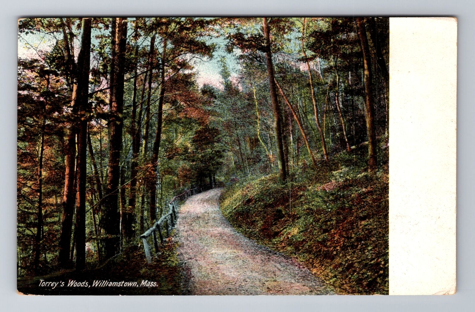 Williamstown MA-Massachusetts, Torrey's Woods, Antique Souvenir Vintage Postcard