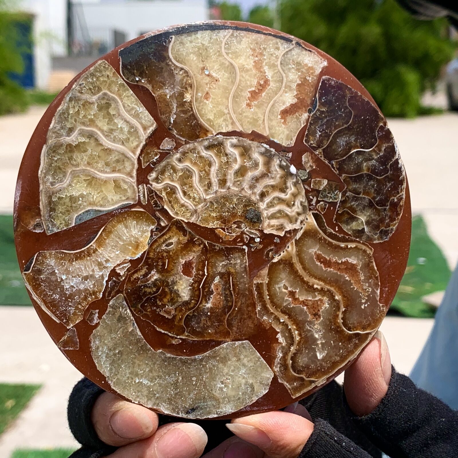 146G Rare Natural Tentacle Ammonite FossilSpecimen Shell Healing Madagascar