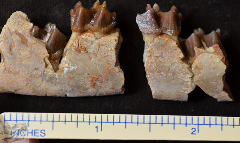 Juvenile Mesohippus Jaw, Three Toed Horse Fossil, Oligocene, South Dakota, H643