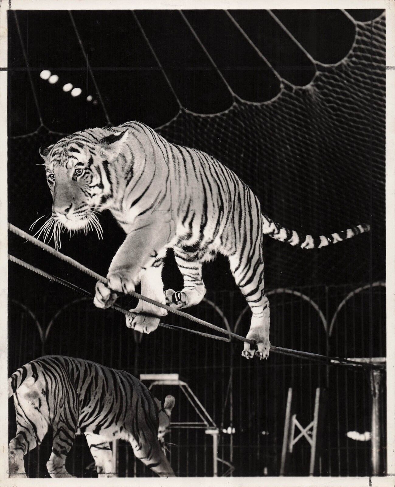 Ringling Circus Barnum Bailey Alfred Court Tigers Animal Trainer Original Photo