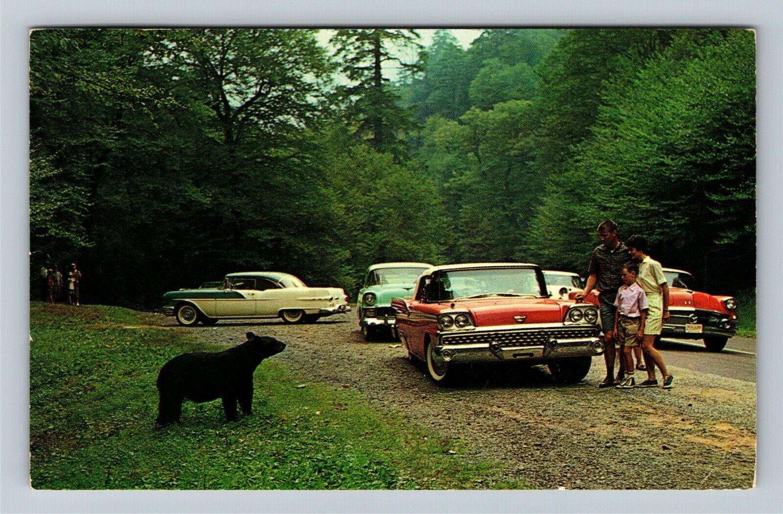 TN-Tennessee, Black Bear, Great Smokey Mountains Park, c1962 Vintage Postcard