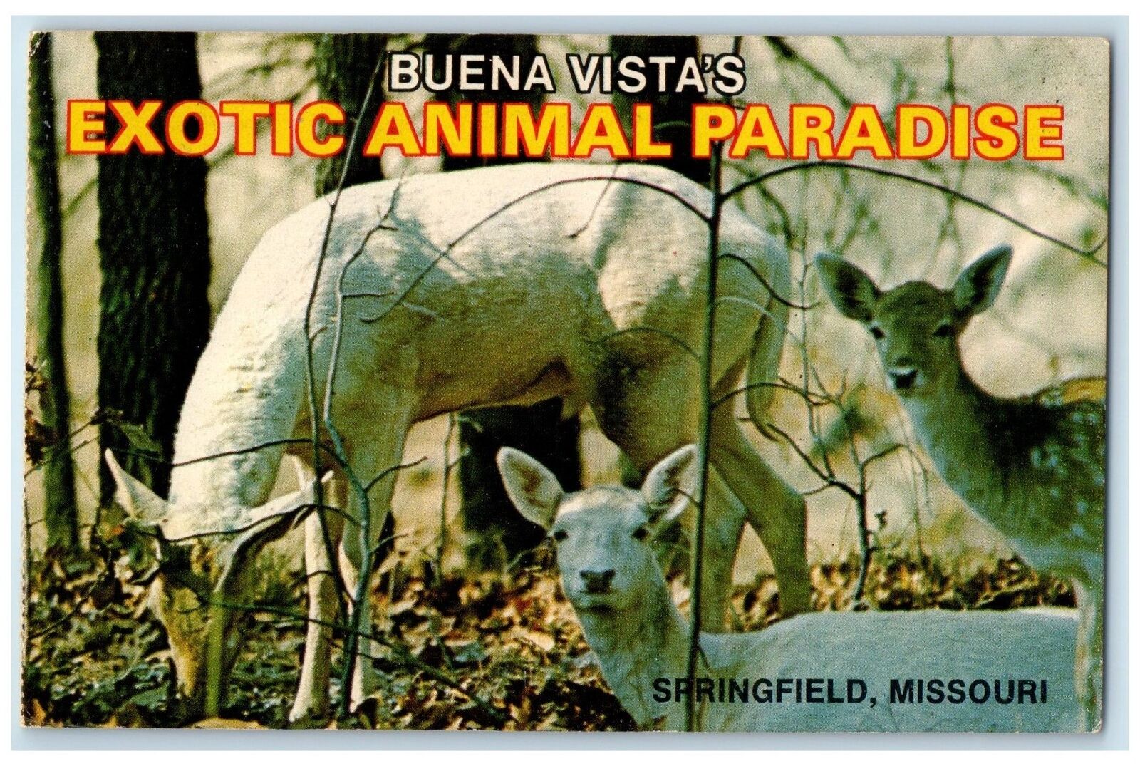 c1960's Buena Vista's Exotic Animal Paradise Springfield Missouri MO Postcard
