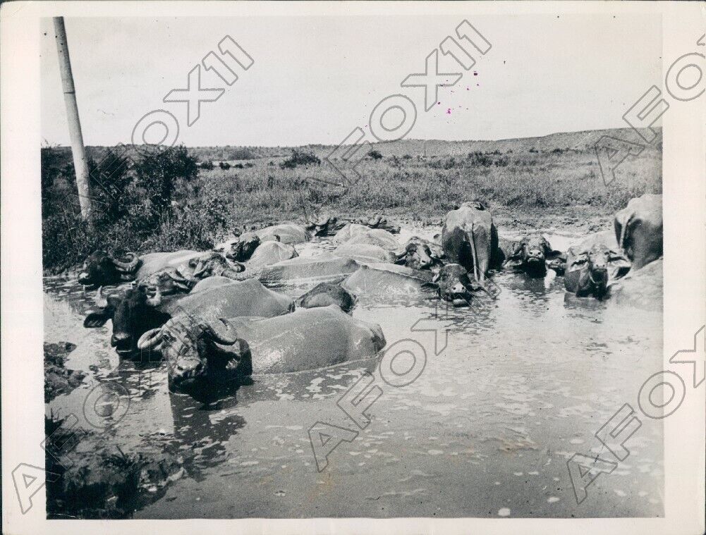 1935 Herd of Water Buffaloes Took Their Midday Bath to Cool Off Press Photo
