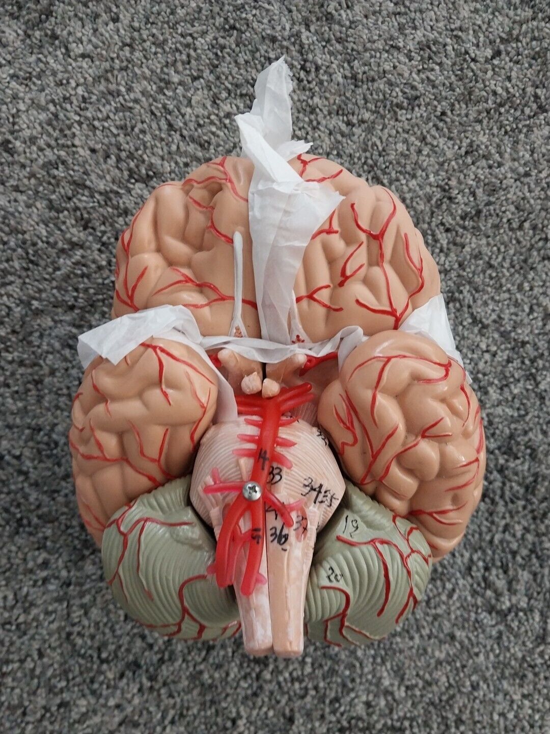 VEVOR Human Brain Model Anatomy Teach Brain Model 9 Pieces Numbered New