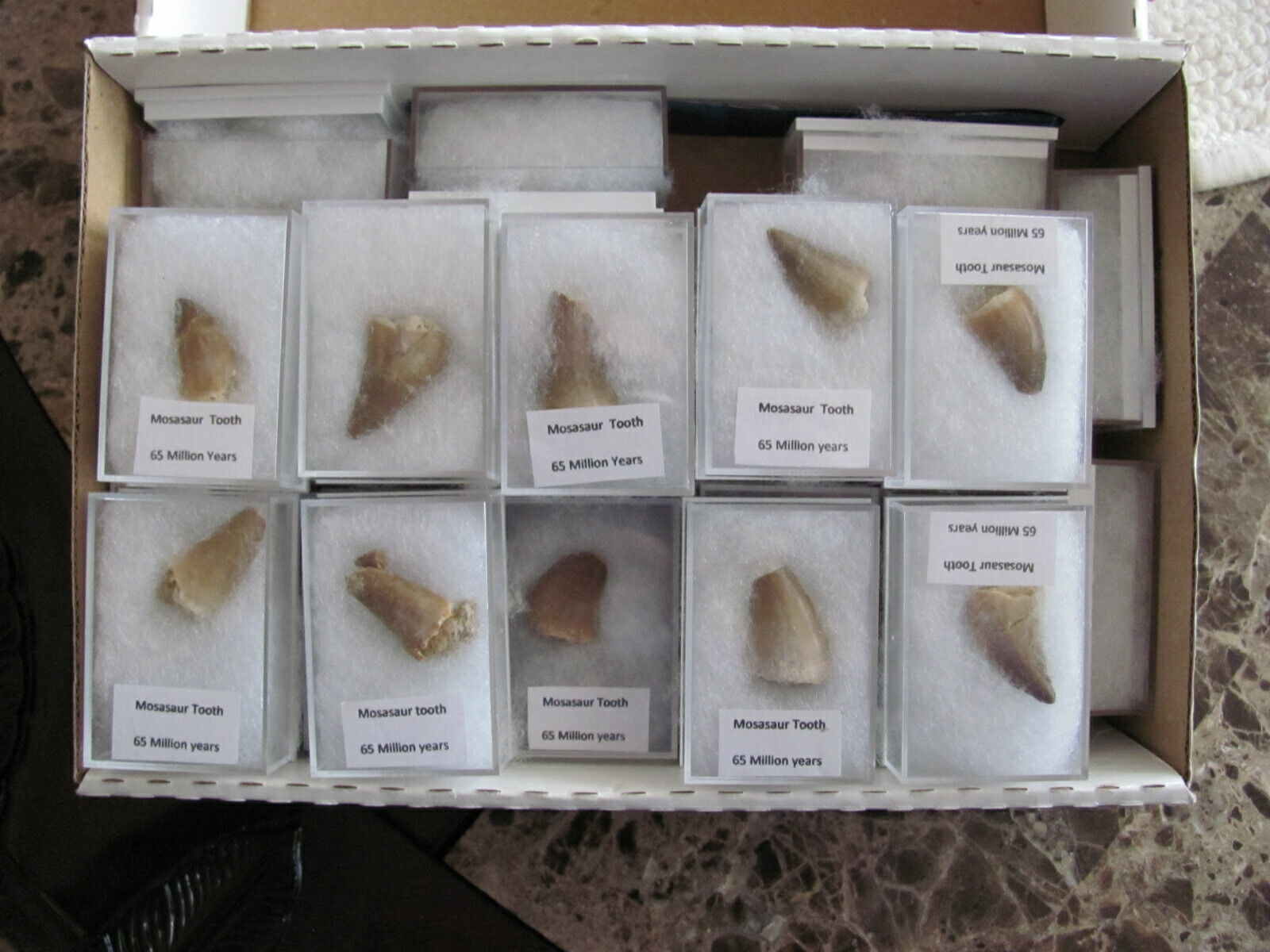 Wonderful (1) MOSASAUR- tooth - 65-146 million years old