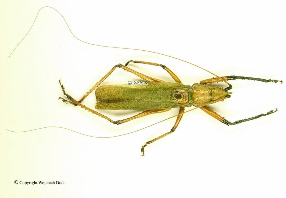 Orthoptera sp - very nice and rare, Madagascar, Length 60-65mm