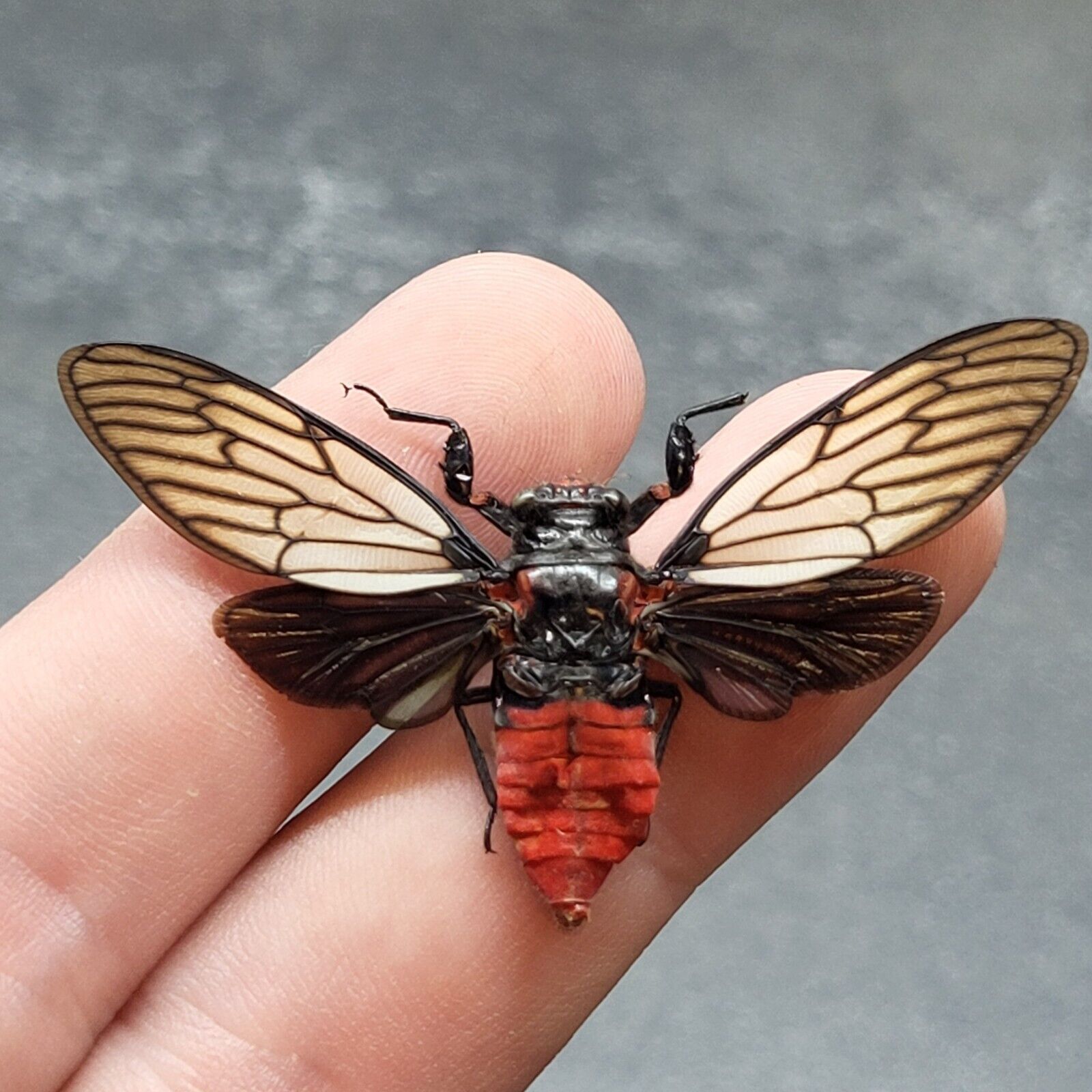 Real Insect Red Devil Cicada Huechys Incarnata Entomology Taxidermy SPREAD