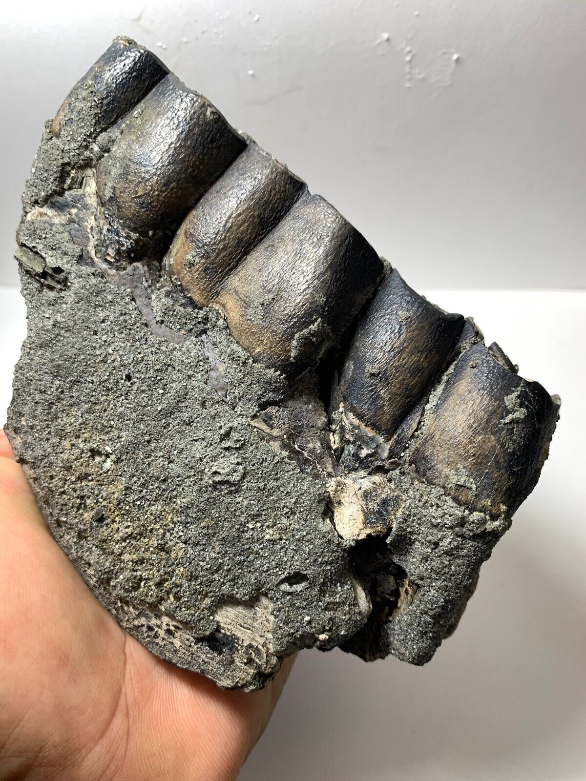 Colorful Aceratherium Primitive fossil tooth Rare Amazing genuine
