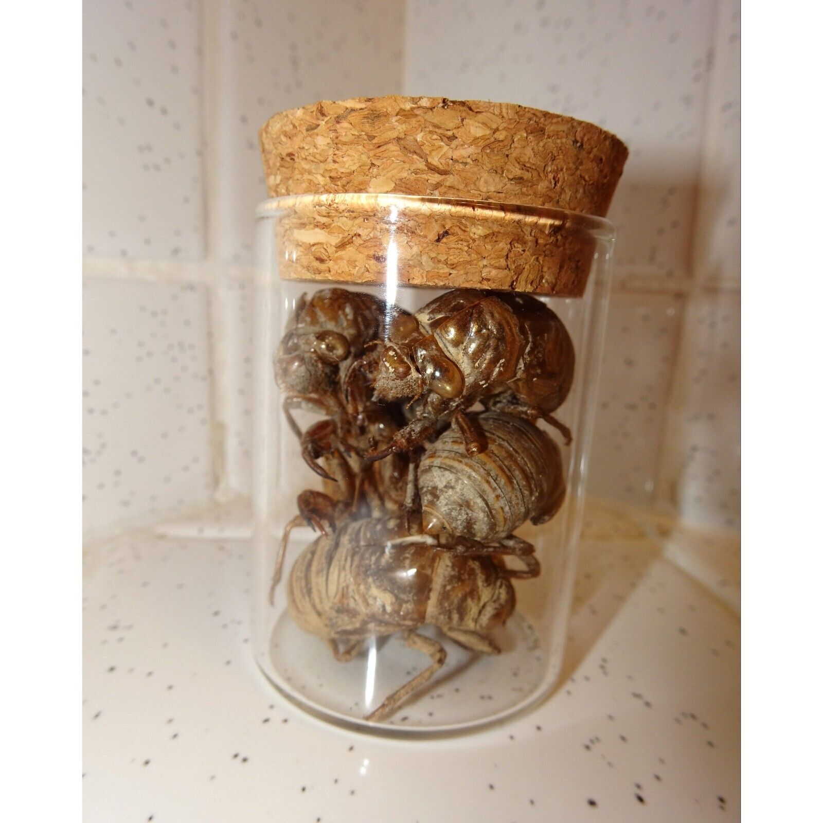 Glass Jar of Large Cicada Skins oddity curiosity nature enthusiasts insect molt