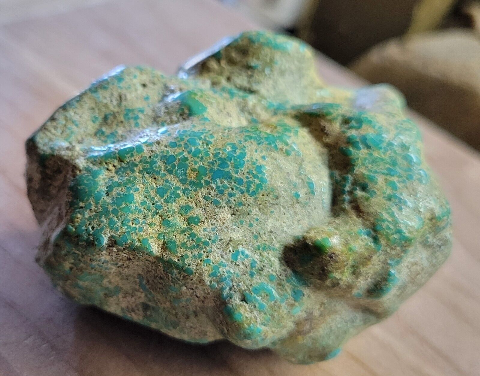 Rare Hard 192 gram Pilot Mtn. NV Big Turquoise Pseudomorph Clam Specimen Fossil