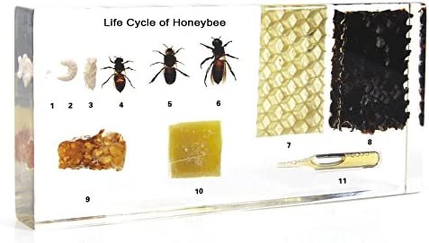 Lifecycle of a Honey Bee Science Classroom Specimens for Science Education