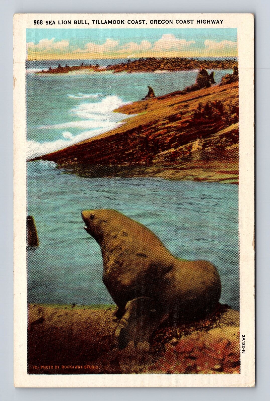 Tillamook Coast OR-Oregon, Sea Lion Bull, Oregon Coast Highway, Vintage Postcard