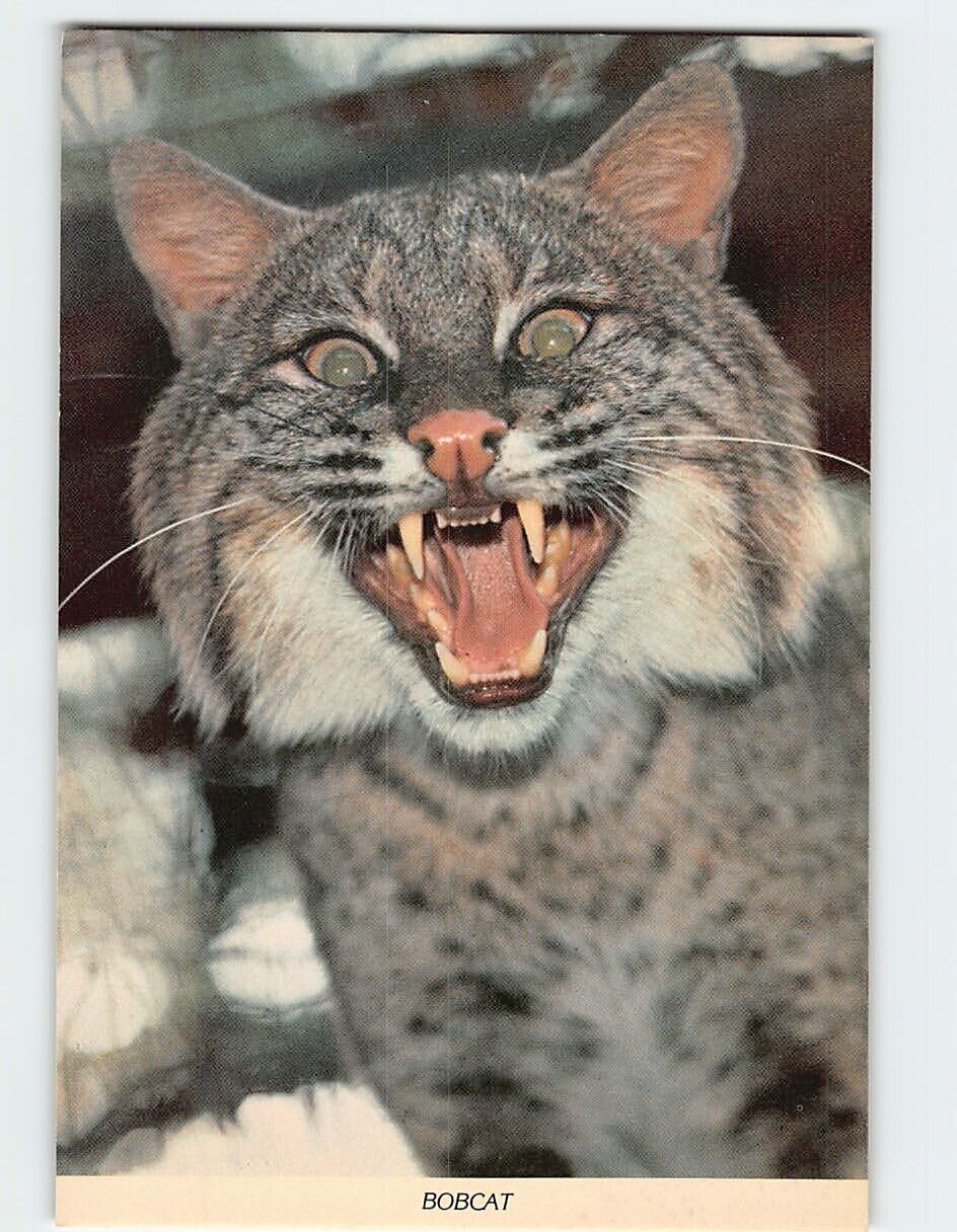 Postcard Bobcat (Lynx Rufa)