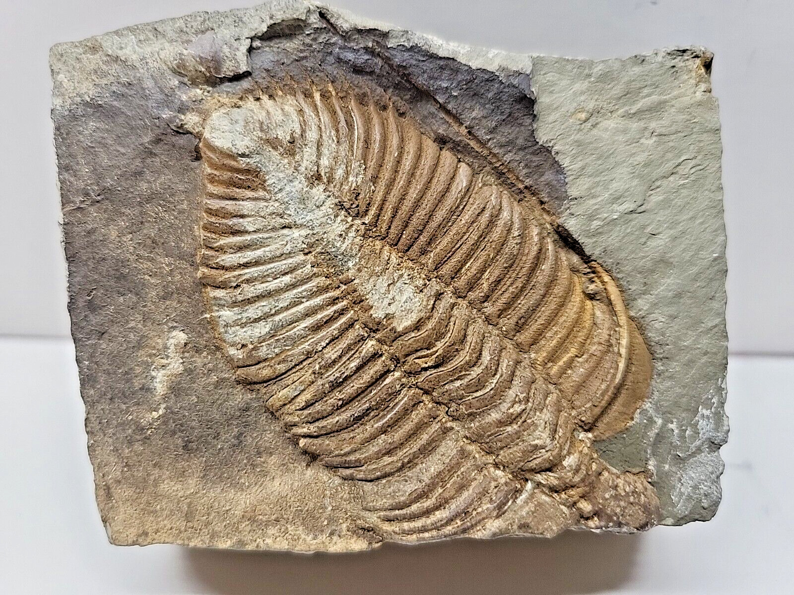 Beautiful Golden Silurian Invertebrate Coronocephalus Trilobite Fossil on Matrix