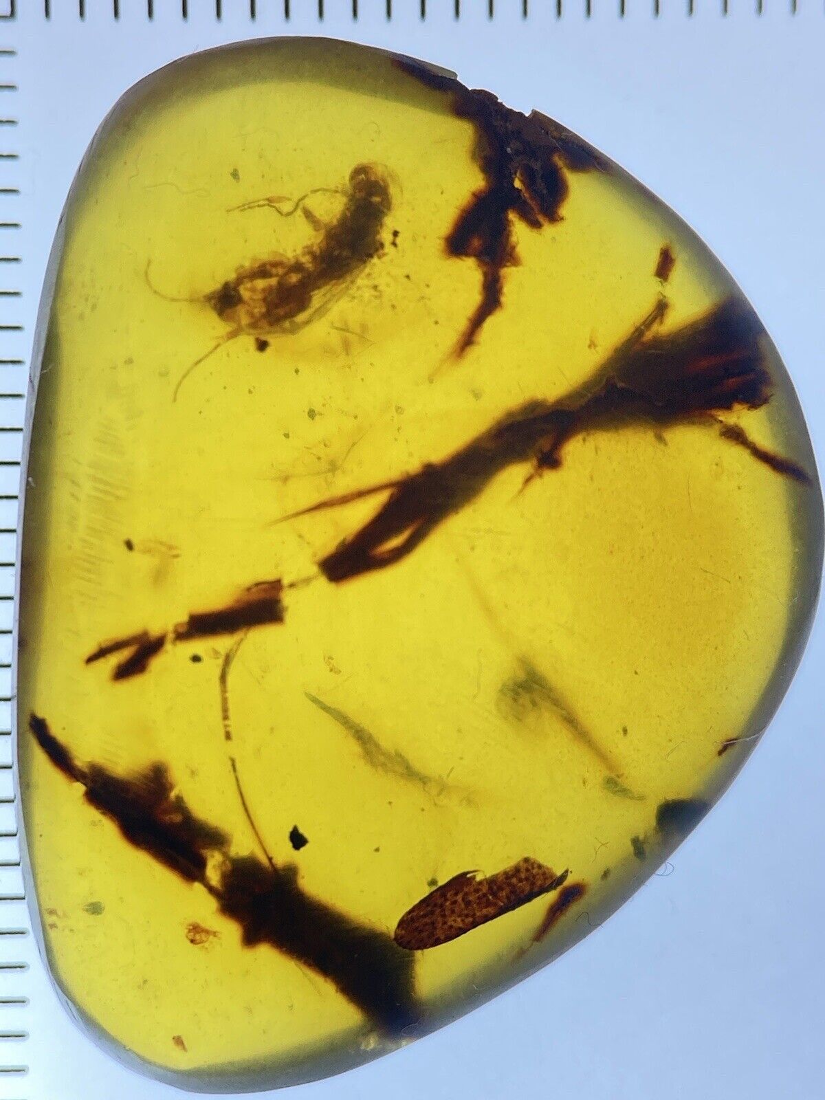 Rare Skin, Branches & Large Flying Insect Fossil, Genuine Burmite Amber, 98MYO