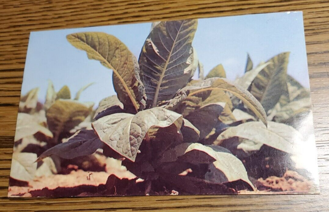 Tobacco plant- Plastichrome  by Colourpicture Publishers - Unposted