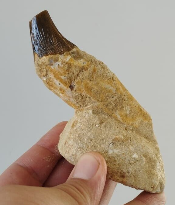 Awesome Basilosaur Whale fossil tooth