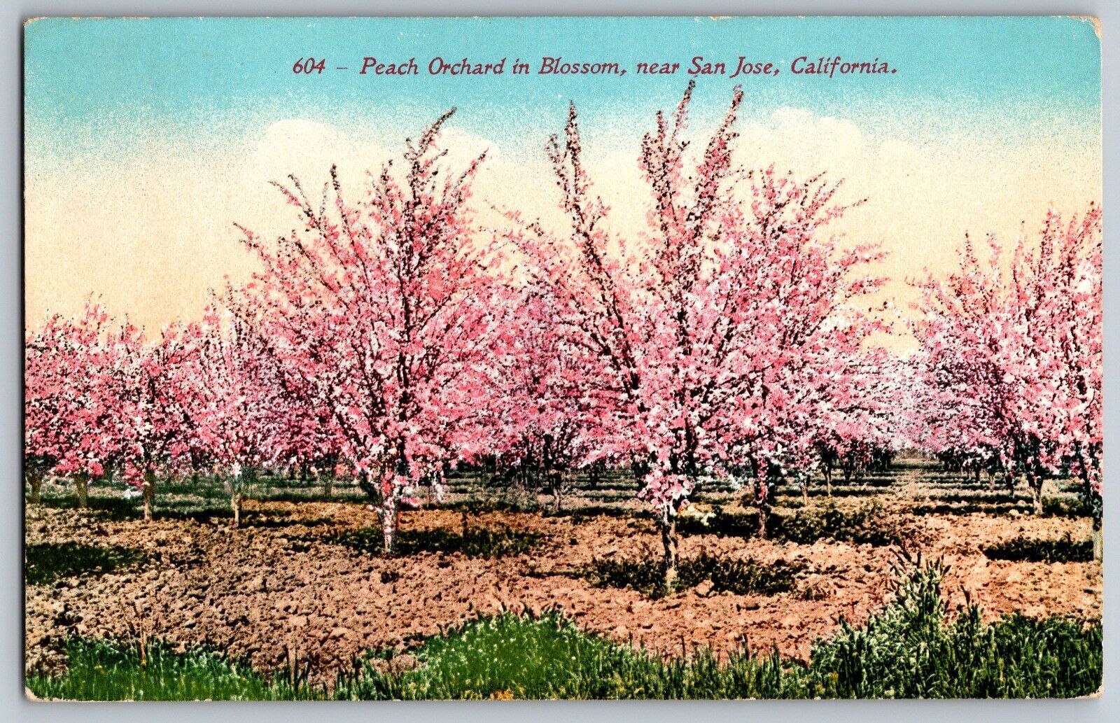 San Jose, California CA - Beautiful Peach Orchard in Blossom - Vintage Postcard