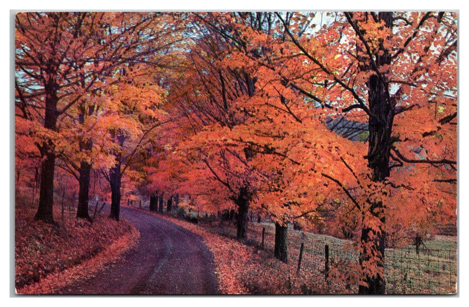 An Autumn Scene Showing Different Colorings Of The Maple Trees Postcard