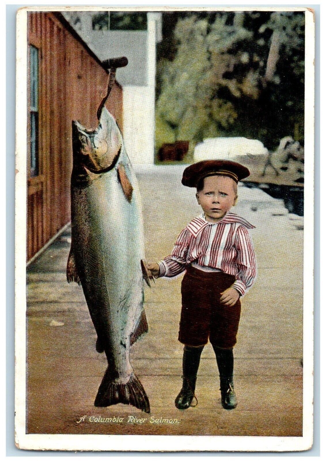 c1910's A Columbia River Salmon And Little Boy Unposted Antique Postcard