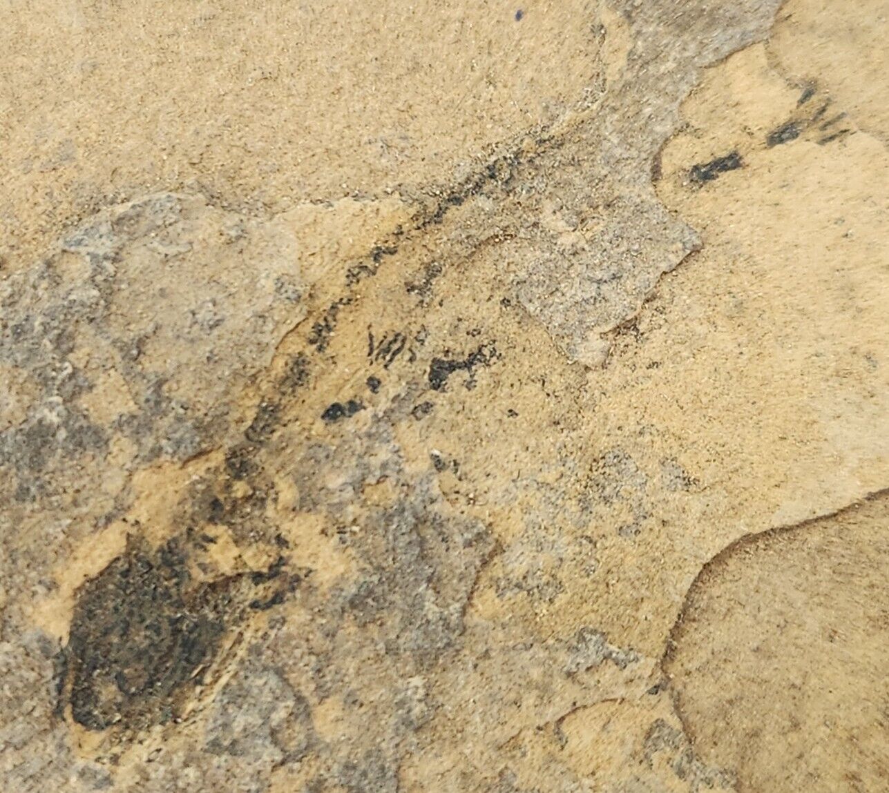 Apateon Fossil Amphibian in Plate - Germany 