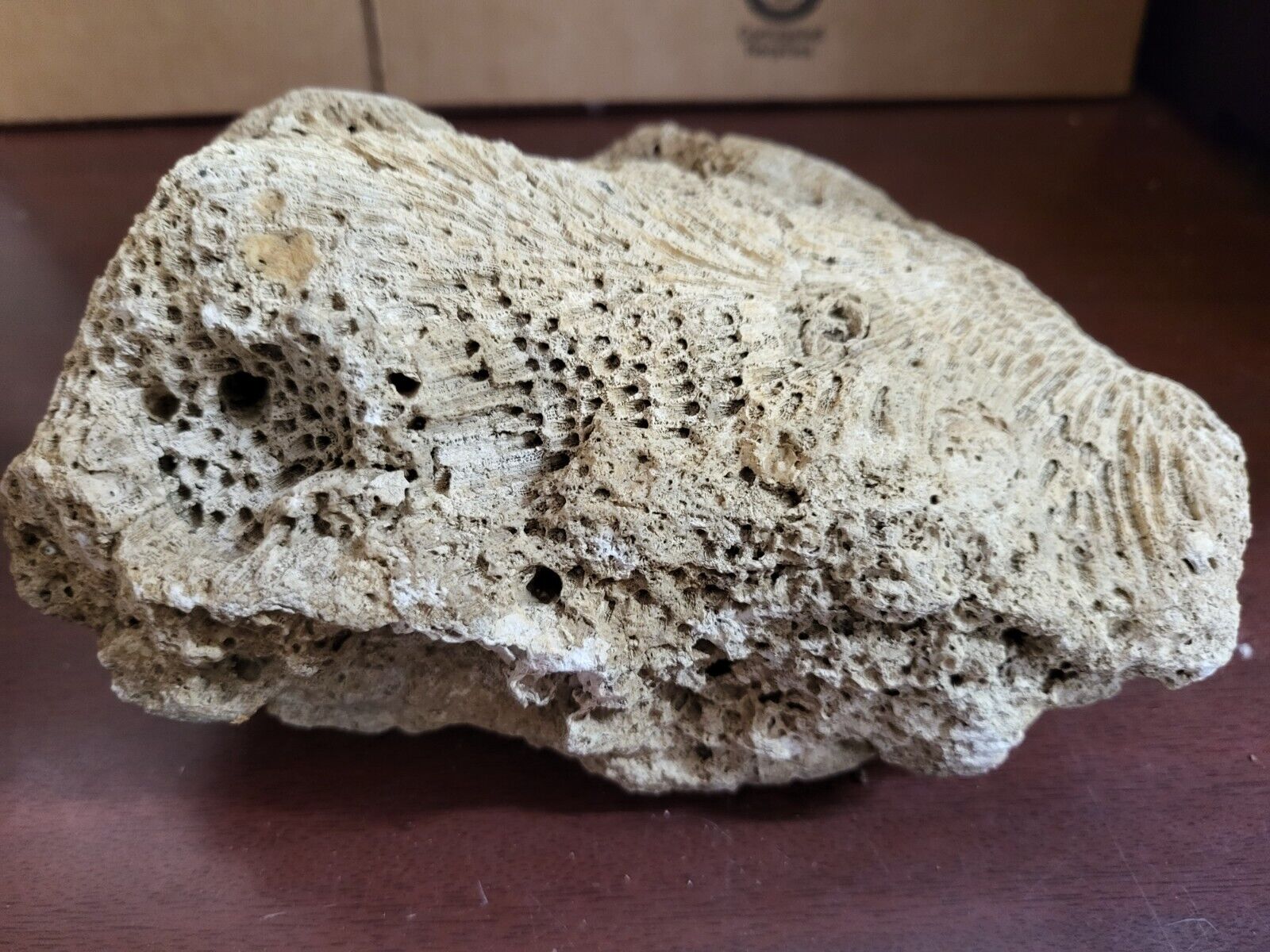 4 pound Natural Dry Reef Rock Fossil from the Mississippi 8 x 6 x 4\